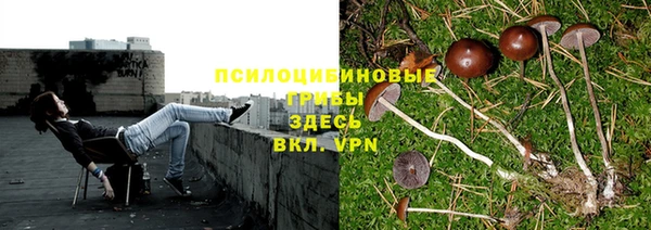индика Беломорск